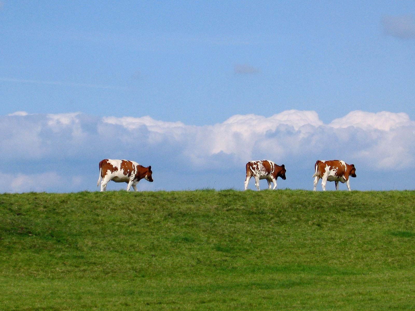 Acker- Biesland cycle route