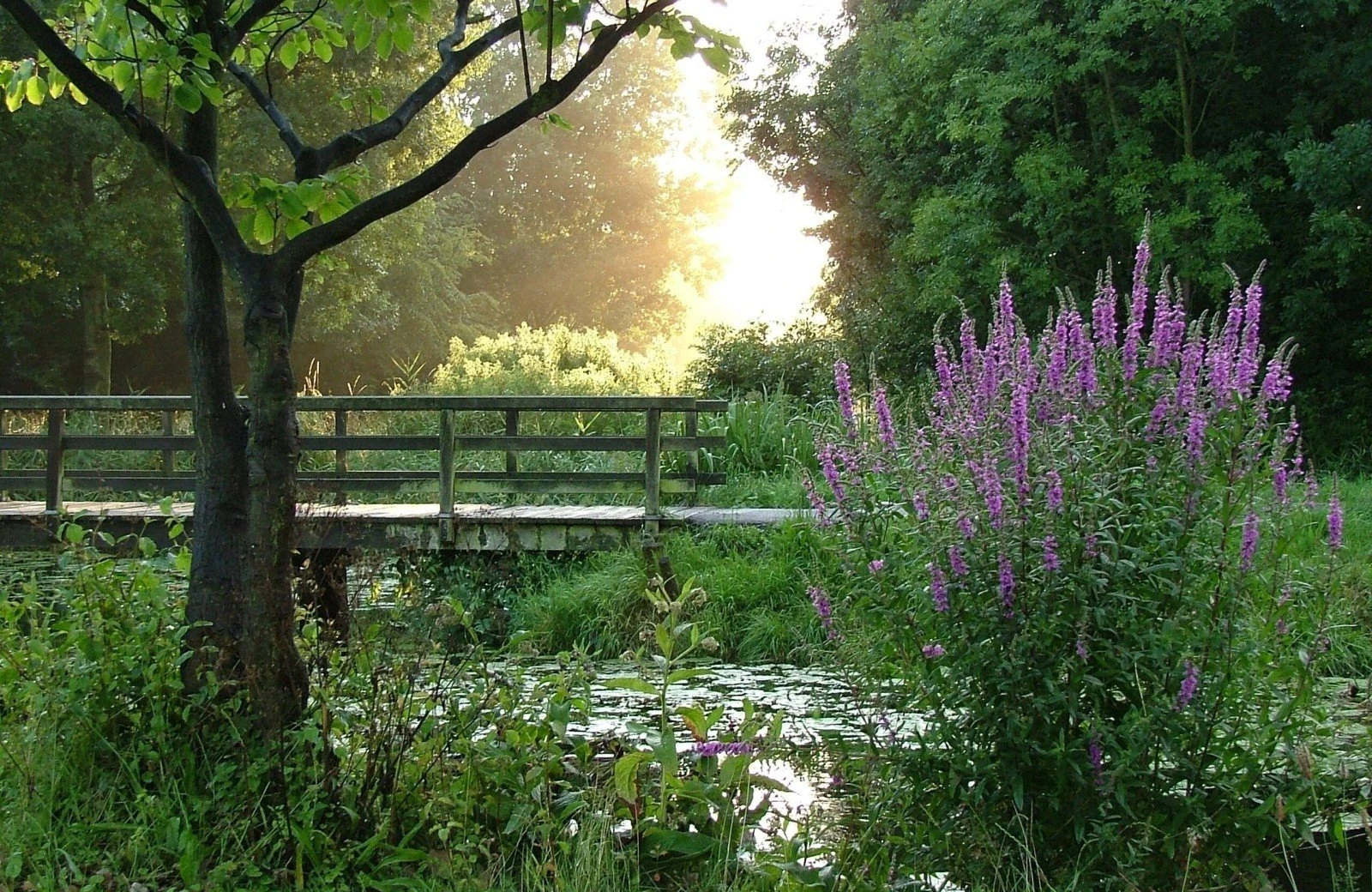 Groene hart bij delftse hout