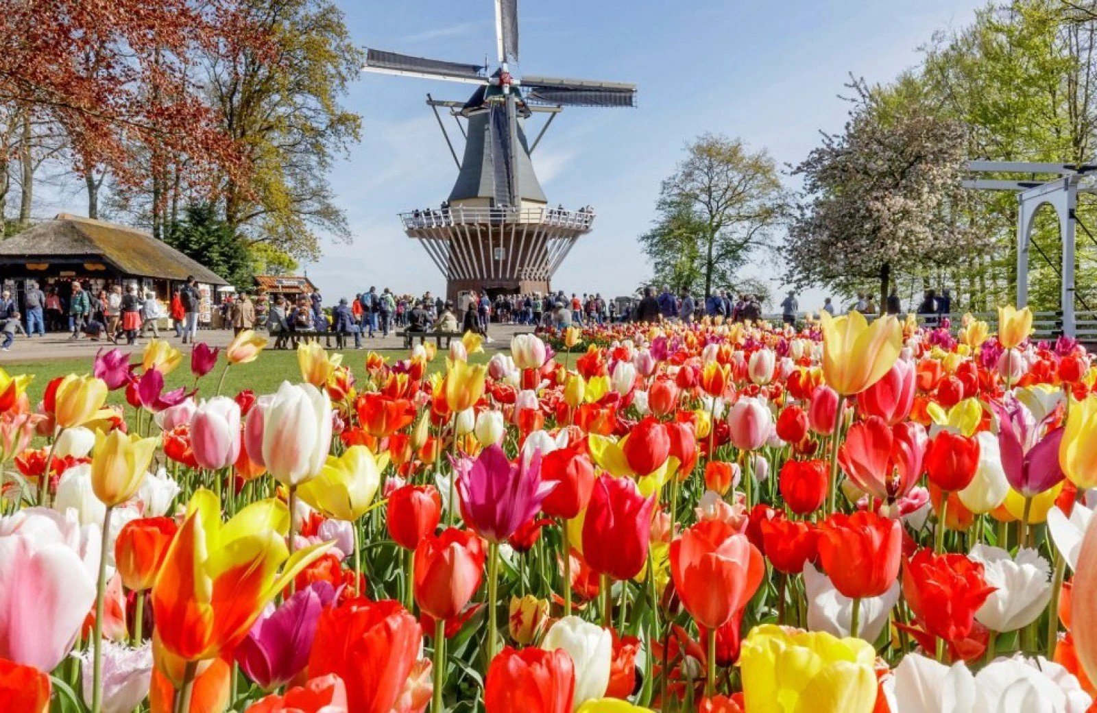Keukenhof