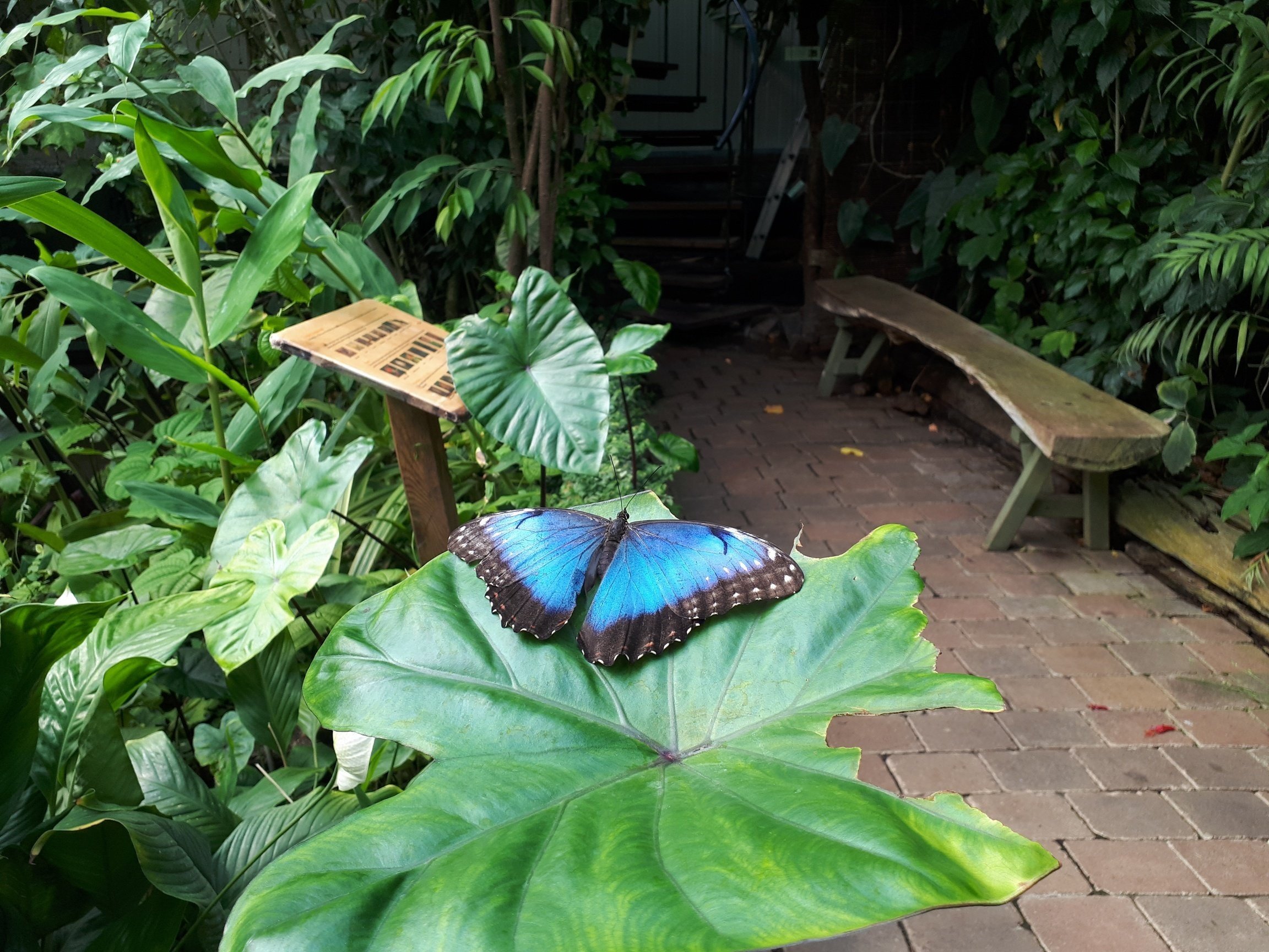 Vlinders aan de vliet