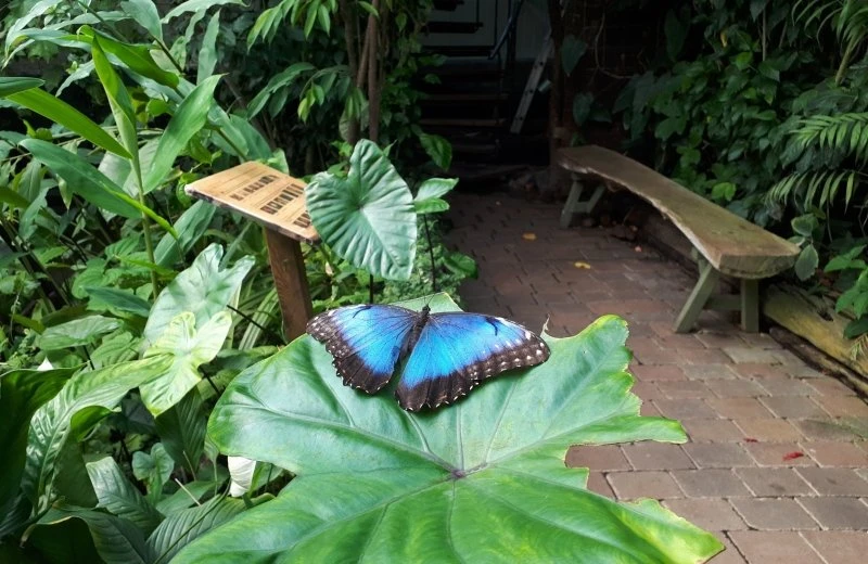 Vlinders aan de vliet